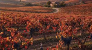 Viñas de Alicante Bouschet Garnacha Tintorera